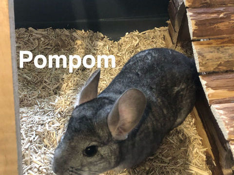 Chinchillas 0 33140 Villenave-d'ornon