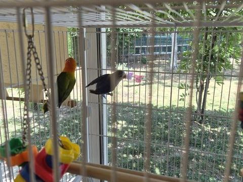  1 couple d'oiseaux ins&eacute;parables de Fischer 90 47300 Villeneuve-sur-lot