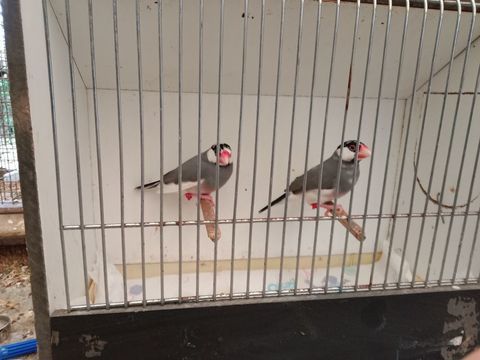 Oiseaux exotiques padda 40 56350 Rieux