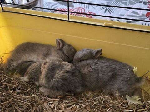 Donne 3lapin nain 0 13400 Aubagne