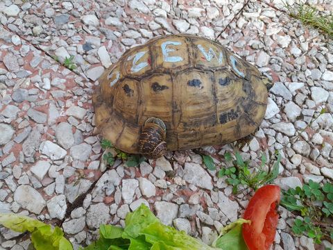 TORTUE TERRESTRE r&eacute;gion parisienne 0 95610 �ragny