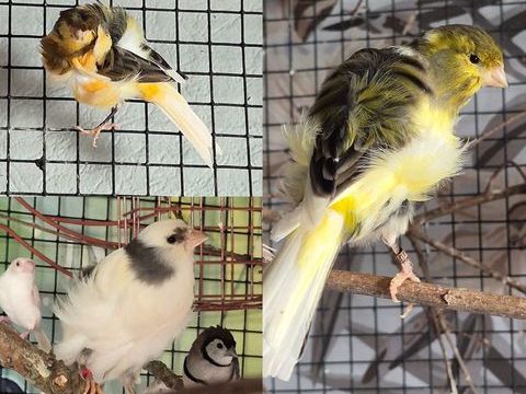 Canari fris&eacute; 2026 males 50 29860 Bourg-blanc