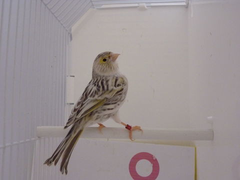 Femelle canari Agathe 2024 40 38110 Dolomieu