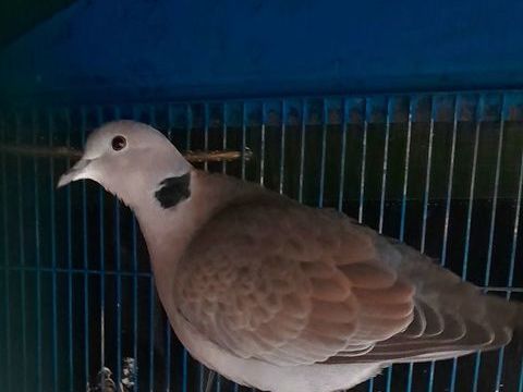 Tourterelles colombes 1 94300 Vincennes