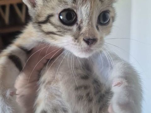 don chaton femelle et male 0 33220 Sainte-foy-la-grande
