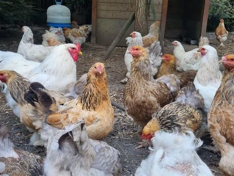 Poule et coq  d'ornement 25 59290 Wasquehal