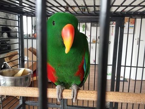 &Eacute;change Eclectus 0 35136 Saint-jacques-de-la-lande