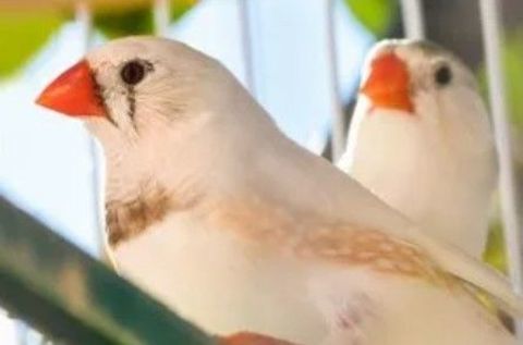 DIAMANTS MANDARINS ET CANARIS MALES 10 88500 Domvallier