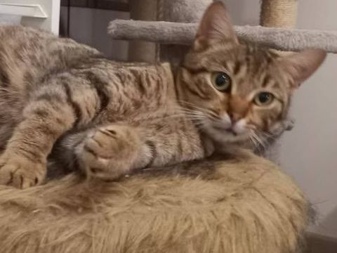 ANEMONE 115 95420 Saint-gervais