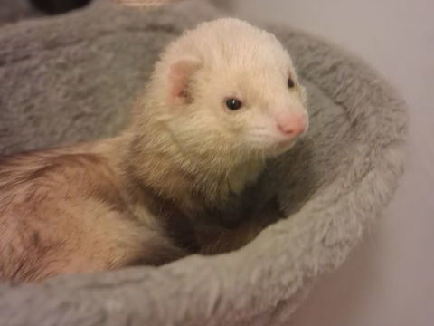 Don furet 0 71150 Fontaines