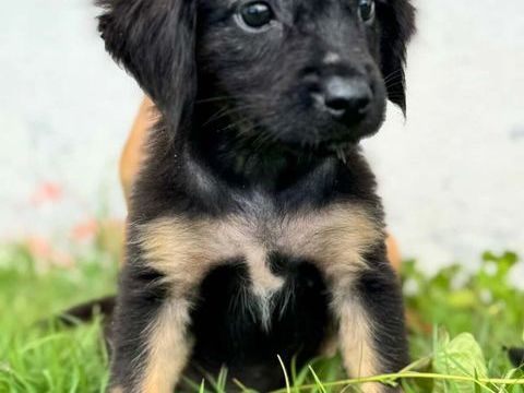 RENA la chipie 300 60000 Allonne