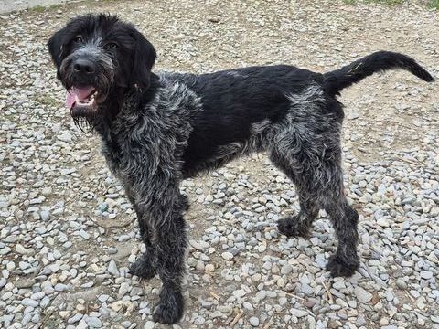 BARNABE, griffon, 11 mois 220 34500 B�ziers