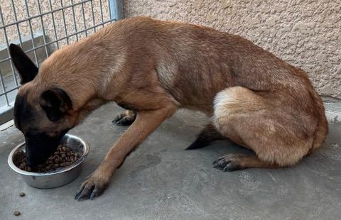 AYLA, malinoise, 1 an  200 34500 Bziers