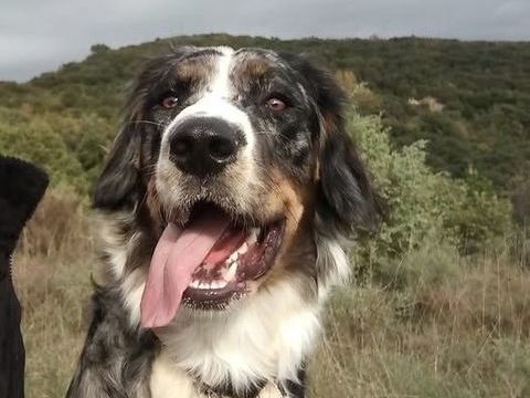 Chien ISCO à l adoption 300 07400 Alba-la-romaine