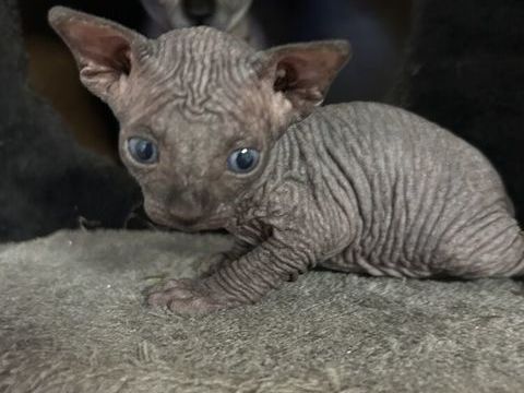  sphinx enti&egrave;re loof ils seront vaccin&eacute;s, Puc&eacute;. pas loof 0 26300 Bourg-de-péage