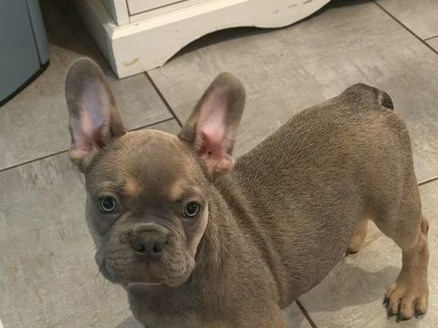 Disponible chiot Bouledogue fran&ccedil;ais 900 75015 Paris