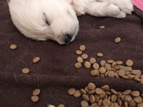 Chiots golden retriever issu parent lof 900 59264 Onnaing