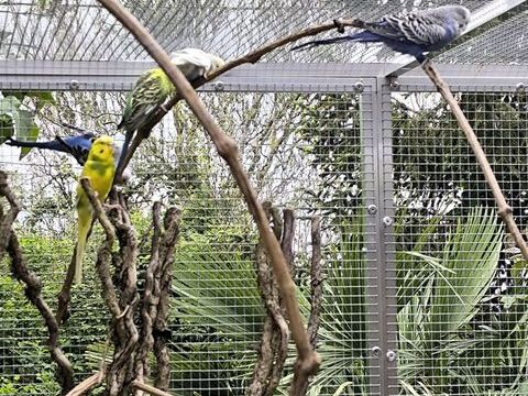 Perruches ondulées 15 89130 Toucy