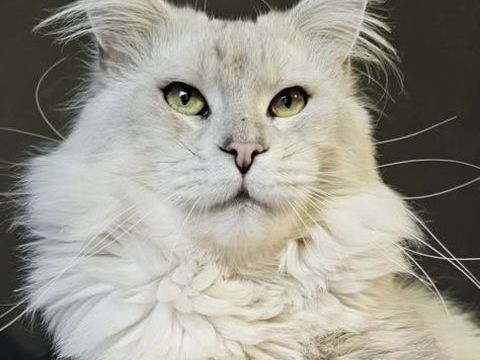 Magnifique étalon Maine Coon SAILLIE 700 22250 rac