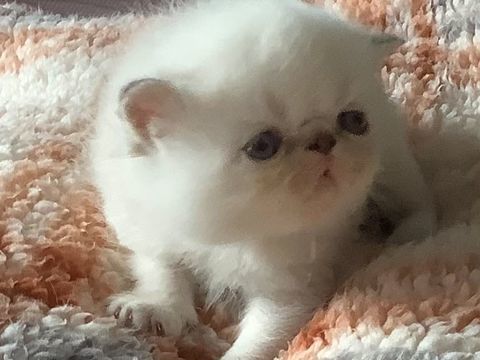 R&eacute;servation chatons. 1800 59390 Lys-lez-lannoy