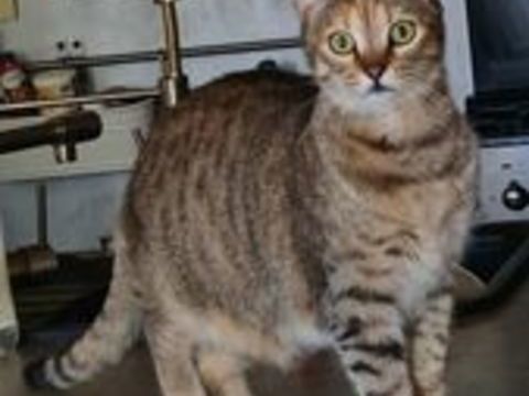 PRINCESSE FEMELLE TIGREE 2 ANS 195 92260 Fontenay-aux-roses