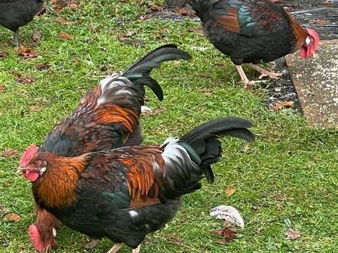 Trois jeunes coqs croisement de races pures 15 19150 Espagnac