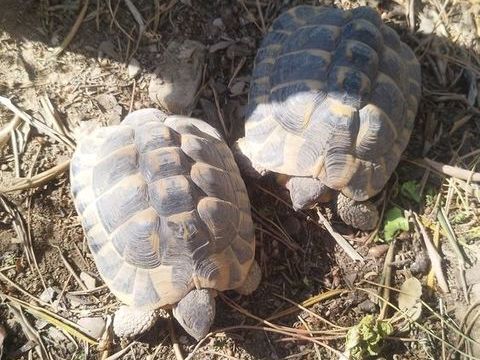 Tortue de terre 80 30320 Marguerittes