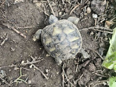 Tortue de terre 0 84000 Avignon
