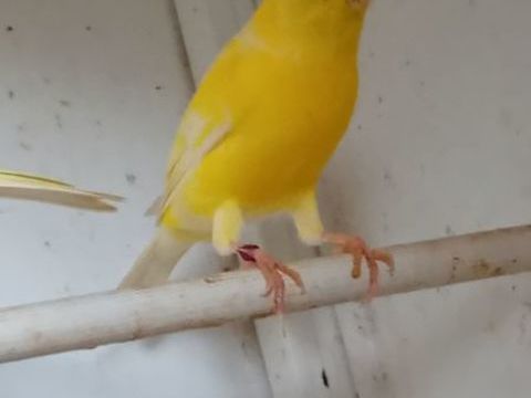 Canaris 20 64100 Bayonne