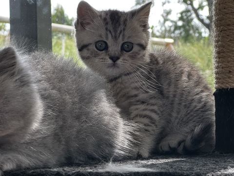 Adorable femelle british shorthair 0 31200 Toulouse
