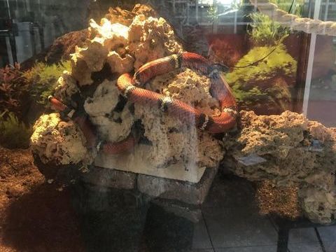 serpent faux corail 80 