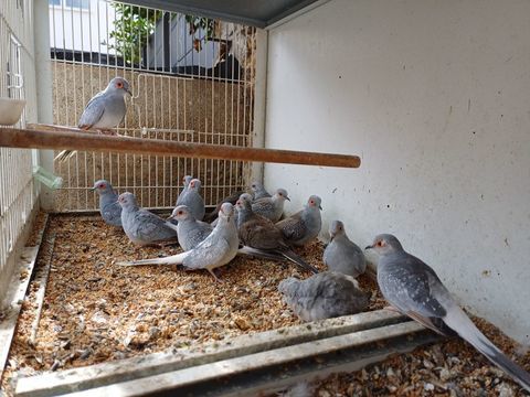 Colombes diamant 8 67490 Dettwiller