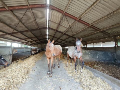 Appaloosa entier 0 56500 Mor�ac