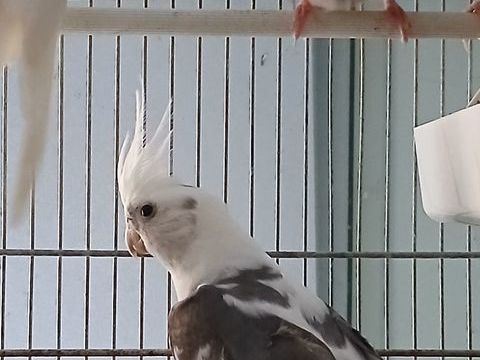 Perruches calopsites 30 44150 Ancenis