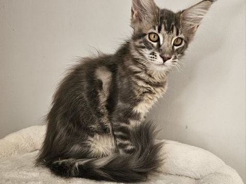 chaton maine coon LOOF 850 54470 Ansauville