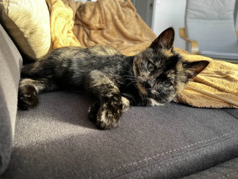 Arepita 230 44000 Nantes