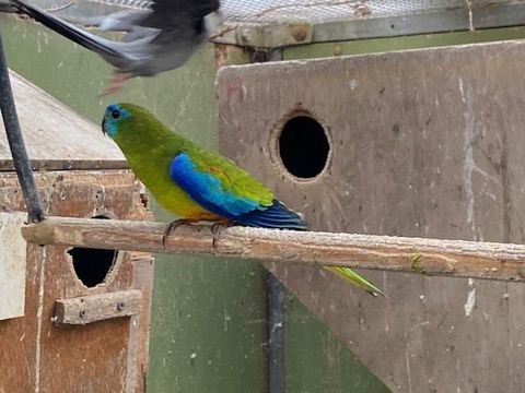 perruches hybride turquoisine / &eacute;l&eacute;gante 20 77400 Thorigny-sur-marne