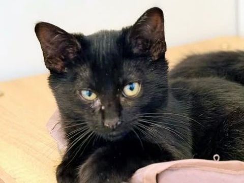 Chat GREY à l adoption 110 26130 Saint-restitut