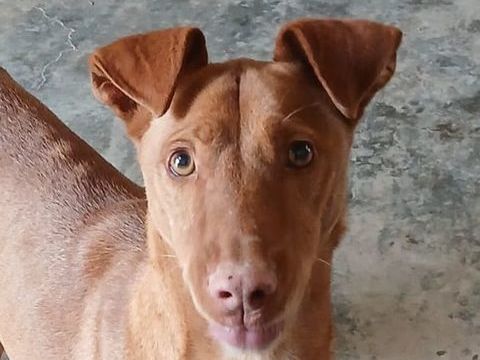 NUNO 320 27620 Gasny