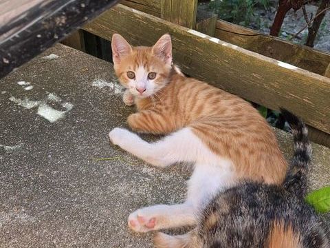 Don Chaton  0 92190 Meudon