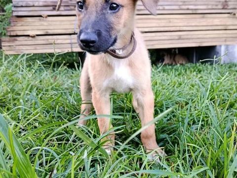 ✨️ LUCIUS ✨️ 🐶 290 69100 Villeurbanne