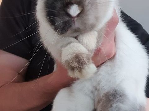 Bonjour, donne lapin nain + enclos neuf (gratuit) 0 36000 Châteauroux