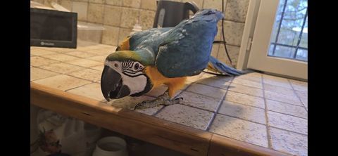 Jeune Ara Ararauna EAM 1500 09100 Escosse