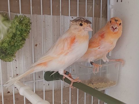 Beau couple Canari 77 70 77600 Bussy-saint-georges