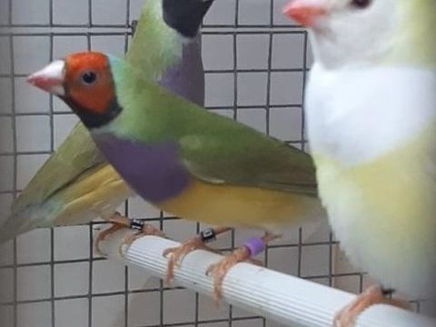 cherche une femelle diamant de Gould 50 94460 Valenton