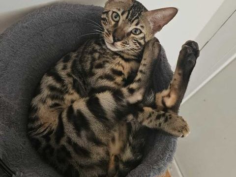 Chaton bengal loof 1050 91700 Fleury-mrogis