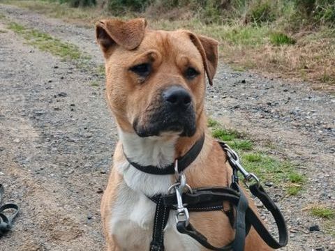 Chien typ&eacute; dogue &agrave; l'adoption (don) 0 69390 Vernaison