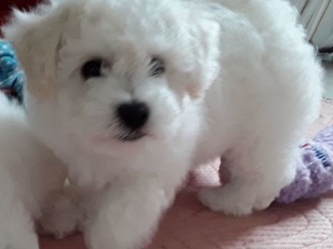 Chiot bichon fris&eacute; 1300 38510 Saint-victor-de-morestel