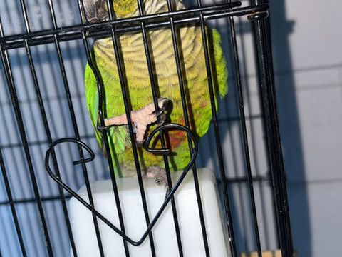 Perroquet ara bleu et perruche 1800 33340 Lesparre-m�doc