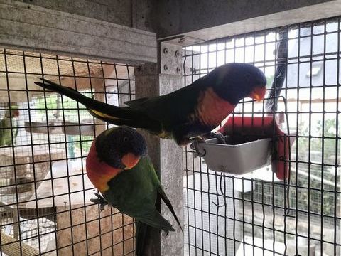 Couple de perroquet loriquet ann&eacute;e 2021 450 29820 Guilers